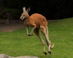 Tuğşah Bilge – Kanguru.